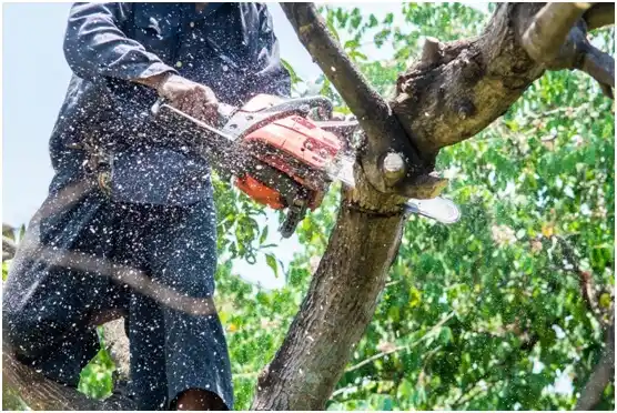 tree services Sandston